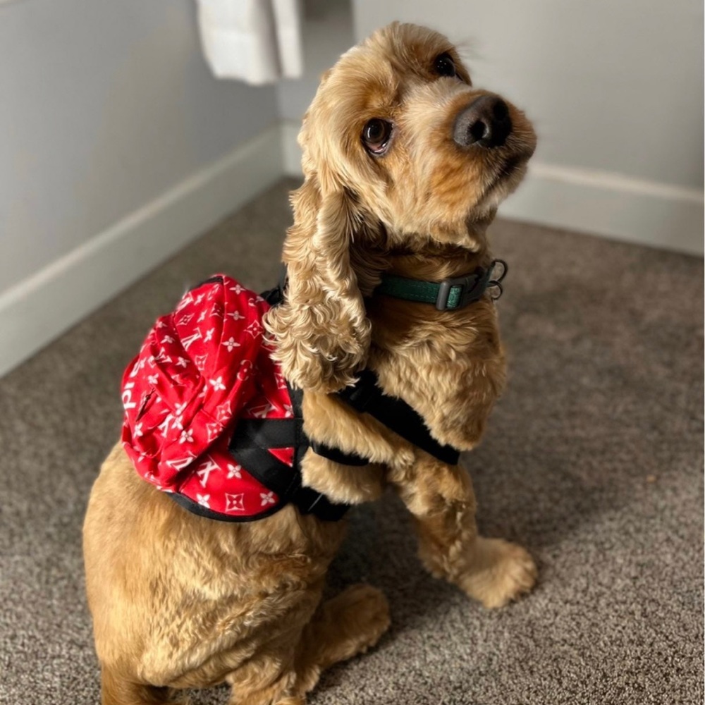 Dog backpack